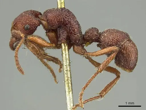 Stictoponera sinhala specimen