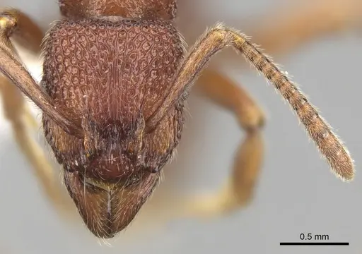 Stictoponera taivanensis specimen