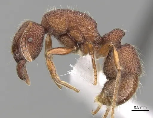 Stictoponera taivanensis specimen