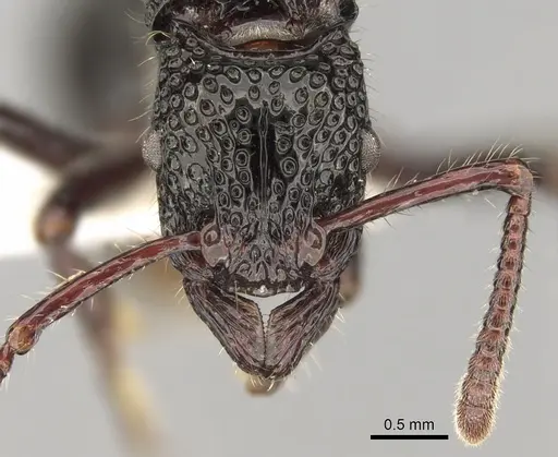 Stictoponera toronates specimen