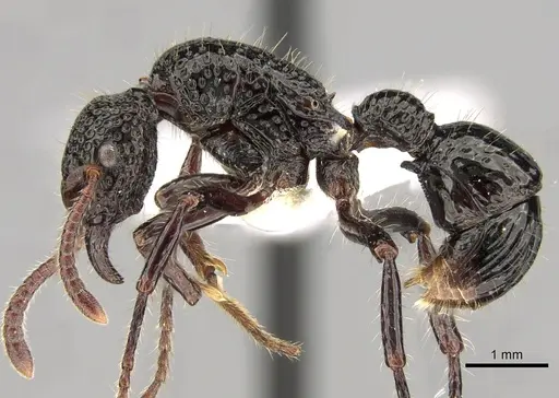 Stictoponera toronates specimen