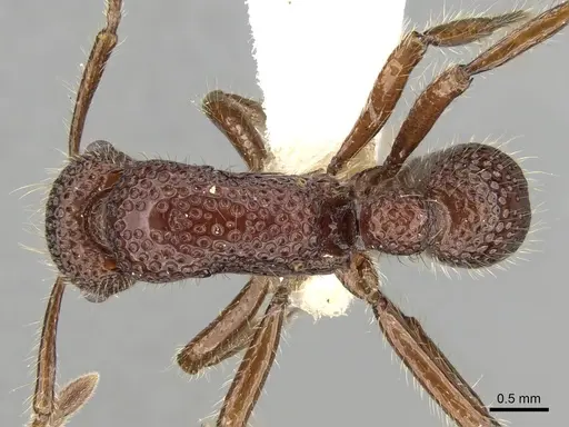 Stictoponera treta specimen