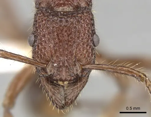 Stictoponera treta specimen