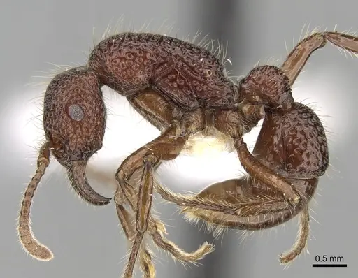 Stictoponera treta specimen