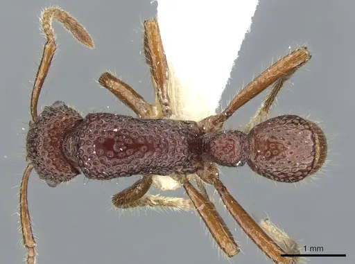 Stictoponera treta - CASENT0911170