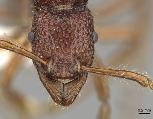 Stictoponera treta - CASENT0911170