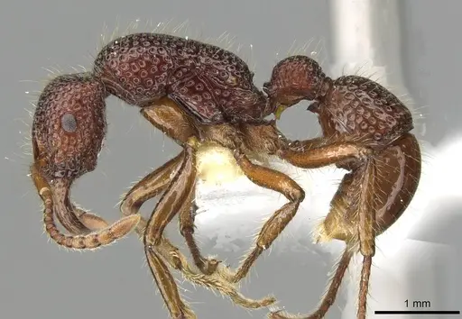 Stictoponera treta - CASENT0911170