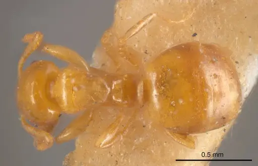 Stigmacros acuta specimen