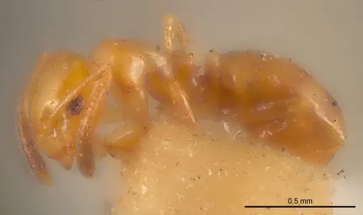 Stigmacros acuta specimen