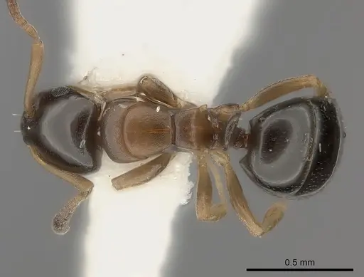 Stigmacros aemula specimen