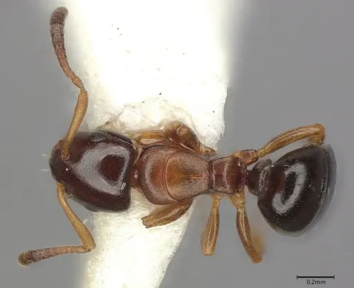 Stigmacros aemula specimen