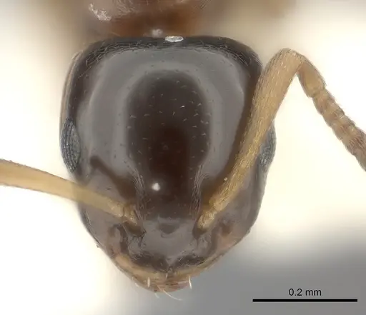 Stigmacros aemula specimen