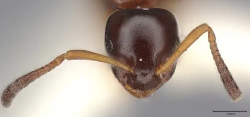 Stigmacros aemula - CASENT0217812