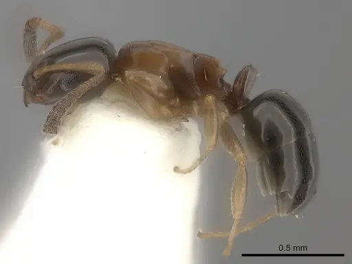 Stigmacros aemula - CASENT0217812