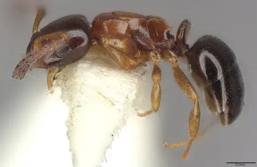 Stigmacros aemula - CASENT0217812