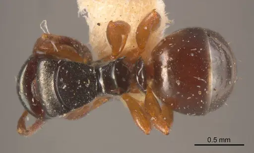 Stigmacros anthracina specimen