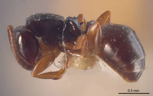 Stigmacros anthracina specimen