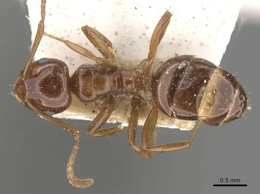 Stigmacros australis specimen