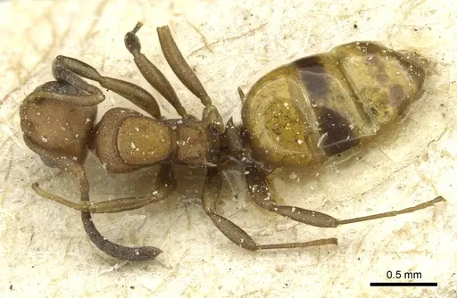Stigmacros barretti specimen