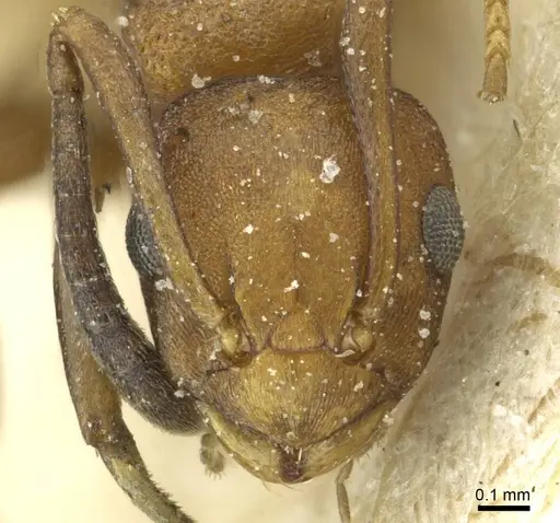 Stigmacros barretti specimen