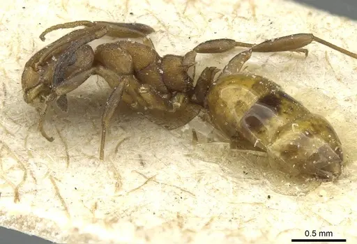 Stigmacros barretti specimen