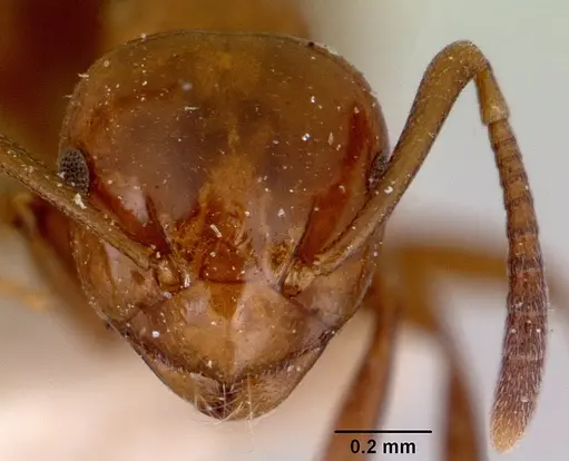 Stigmacros bosii specimen