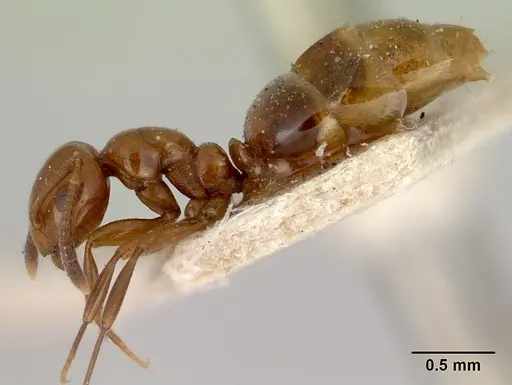 Stigmacros bosii specimen