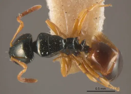 Stigmacros brachytera specimen