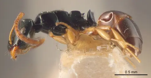 Stigmacros brachytera specimen