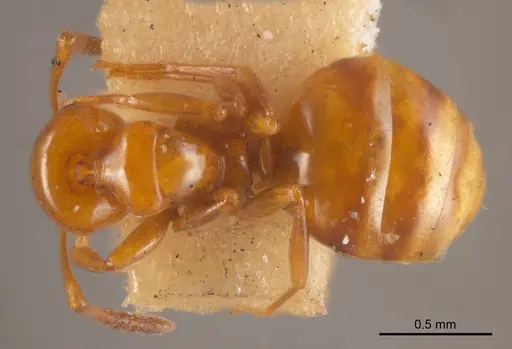 Stigmacros brevispina specimen