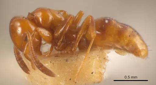 Stigmacros brevispina specimen