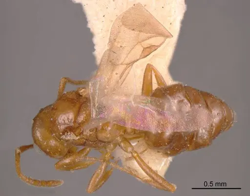 Stigmacros castanea specimen