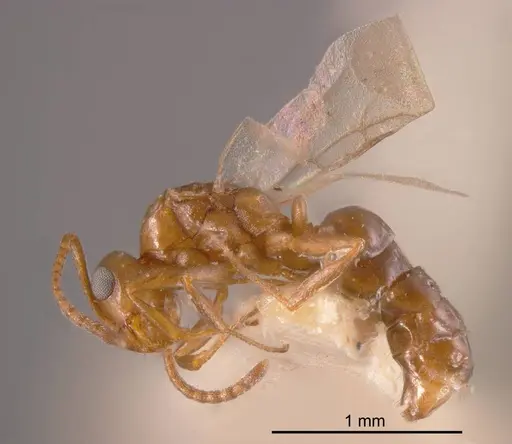 Stigmacros castanea specimen