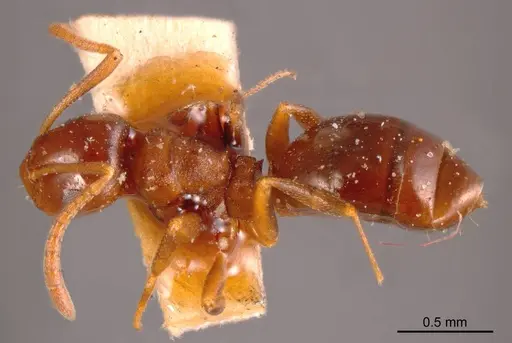 Stigmacros clivispina specimen