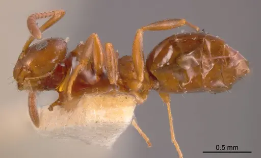 Stigmacros clivispina specimen