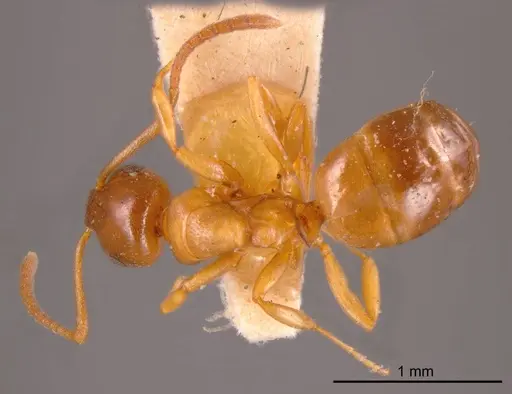 Stigmacros clivispina - ANTWEB1008331