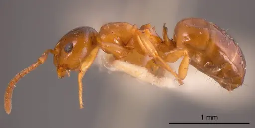 Stigmacros clivispina - ANTWEB1008331