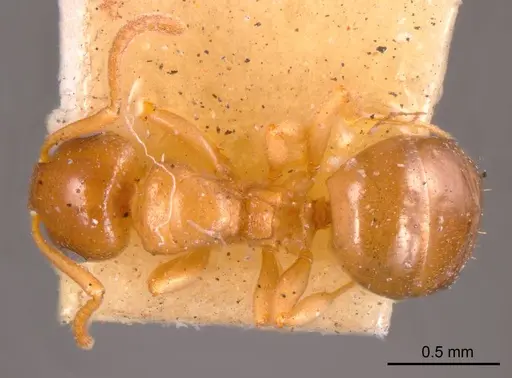 Stigmacros clivispina - ANTWEB1008333