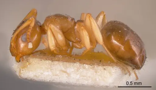 Stigmacros clivispina - ANTWEB1008333