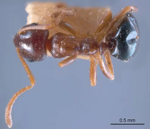 Stigmacros clivispina - ANTWEB1008335