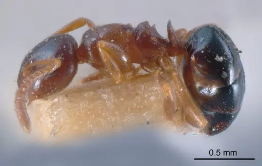 Stigmacros clivispina - ANTWEB1008335