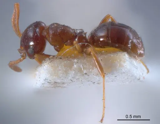 Stigmacros clivispina - ANTWEB1008336