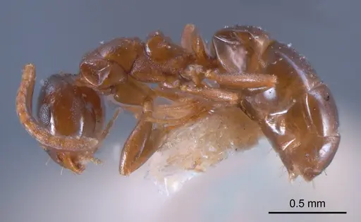 Stigmacros clivispina - ANTWEB1008339