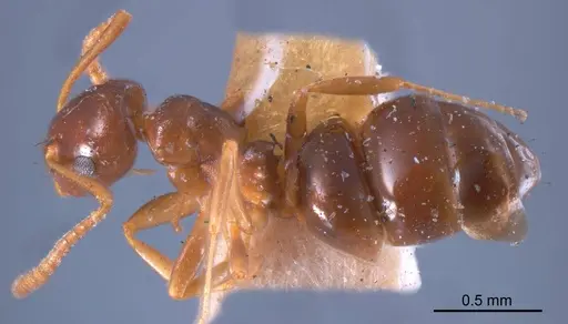 Stigmacros clivispina - ANTWEB1008353