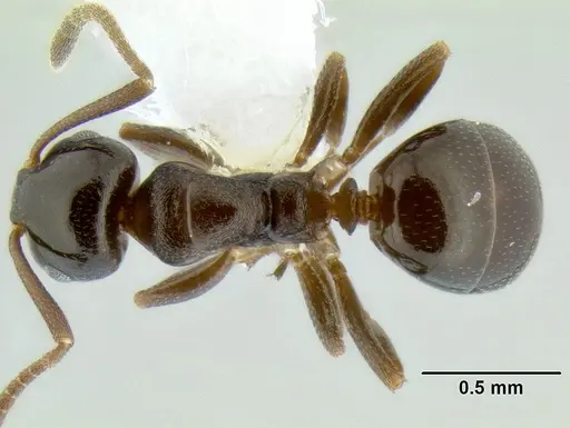 Stigmacros clivispina - CASENT0106256