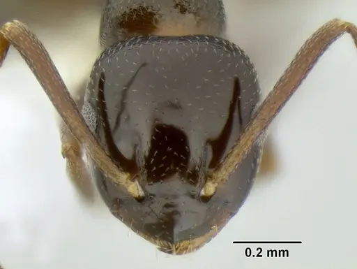 Stigmacros clivispina - CASENT0106256