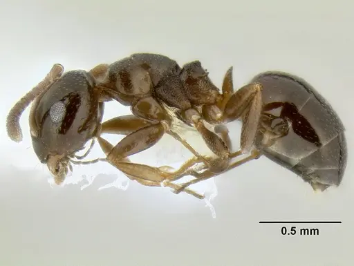 Stigmacros clivispina - CASENT0106256