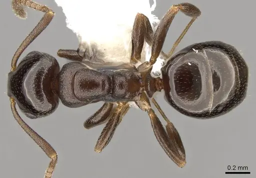 Stigmacros clivispina - CASENT0281497