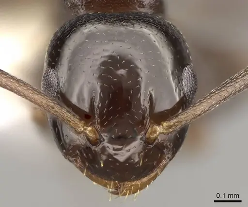 Stigmacros clivispina - CASENT0281497