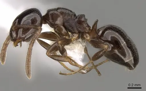 Stigmacros clivispina - CASENT0281497